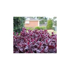 The beautiful foliage in shades of. Alternanthera Little Ruby Little Maroon 140mm