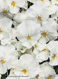 How To Grow Pansies Pansies Flowers White Flowers Garden Pansies