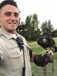Last weekend, Deputy Woodworth was interacting with the community at the  Forestville Youth Park and he stumbled upon a man working with a Peregrine  Falcon. Woodworth learned the man's name was Brad