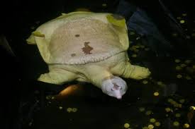Albino florida softshell turtles are amazing looking captives , and make a great choice for out door ponds. Albino Softshell Turtle There S Always Good Luck Coins In Turtle Pools In Thailand Photo