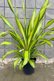 Image result for Dracaena laxissima