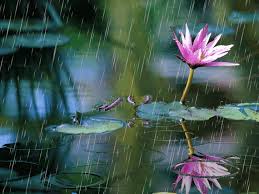 Find the best rain wallpaper on wallpapertag. Hd Rain Wallpaper Gif Page 1 Line 17qq Com