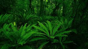 Plants Green Leaf Forest Hd Wallpaper Jungle Photography Fern Wallpaper Forest Photography 1920x1080 foresthd wallpaper hd forest for iphone>. plants green leaf forest hd wallpaper