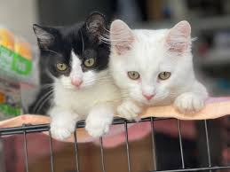 Cats are 45 times more prolific than humans. Low Cost Spay Neuter Clinic Pitches In To Help Bail Out The Flood Of Kittens Long Beach Post News