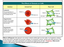 Do animal cells and plant cells react differently to osmosis in a hypotonic solution. All Cells Are Surrounded By A Cell Membrane A K A Plasma Membrane Cell Membrane Thin Flexible Barrier Regulates What Enters And Exits Cell Ppt Download