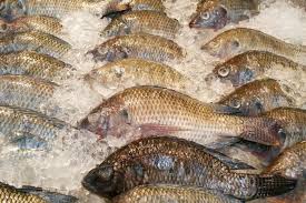 Jenis ikan laut tanpa kolesterol tanpa omega 3 antara lain baronang, kakap merah, tengiri, kerapu, belanak, bawal, ikan ekor kucing, dorang, cucut, ikan kembung, tongkol, maubara dan teri nasi. Sering Dikonsumsi Nyatanya Ikan Mujair Simpan 5 Bahaya Ini Buat Kesehatan Hati Hati