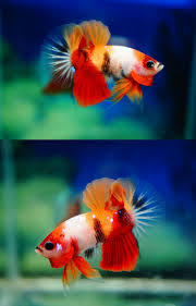Amazing Super Nemo 11