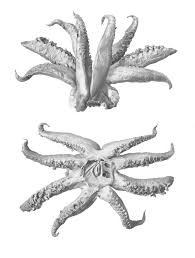 Cephalopod Limb Wikipedia