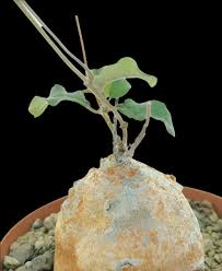 Image result for Raphionacme