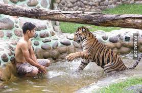 Histoire et projets pour la piscine molitor a paris, un site mémoire de la piscine construite dans les années 30, la patinoire, le bassin d'été, johnny weismuller, les premiers bikinis. Real Life Piscine Molitor Patel And Richard Parker 9gag