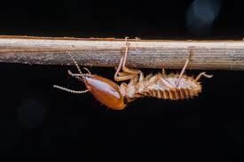 Purchase professional strength pest control products wholesale direct and save up to 80%. Termite Control Archives Bug Out Termite And Pest Control Florida Georgia And North Carolina