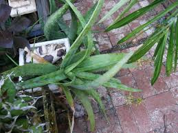 Image result for Aloe veseyi