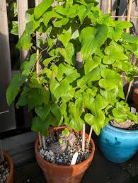 Image result for Dioscorea sylvatica