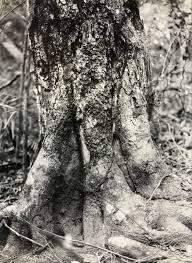 Image result for Drypetes reticulata