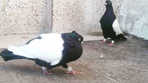 Black And White Pigeon Pictures Pigeon Mating White Black Best High Flying Pigeons Breeding Season High Flying Pigeons White And Black Seasons