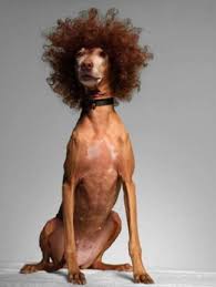 Crazy Dog Hairstyles Dog With Wig Dog Hair Crazy Dog