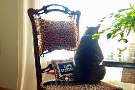 Is a christmas cactus toxic. Is Christmas Cactus Toxic To Cats Gardener S Path
