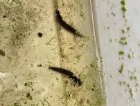Ranger Cody's Marvelous Macroinvertebrates