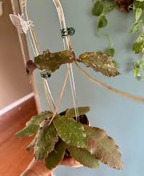 Image result for Quassia undulata