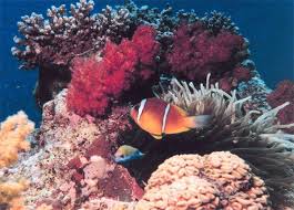Coral Reefs Are Home To 25 Of All Marine Species They Are Called The Tropical Rain Forests Of The Sea Descripti Under The Sea Animals Coral Reef Marine Life