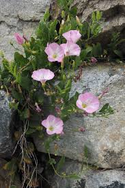 Image result for Convolvulus arvensis