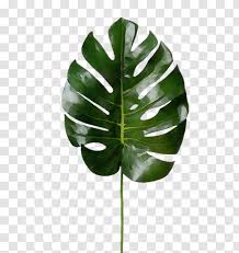 Leaf Green Monstera Deliciosa Plant Flower Paint Stem Arum Family Transparent Png Palm trees, watercolor, paint, wet ink, leaf, swiss cheese plant, interior design services, palm tree canvas.
