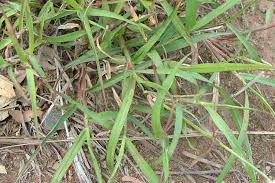 Image result for Cenchrus ciliaris