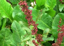 Image result for Rumex nepalensis