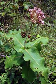 Image result for Asclepias
