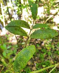 Image result for Pleurostylia