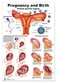 The abdomen contains all the digestive organs, including the stomach,. Pin On Women S Health