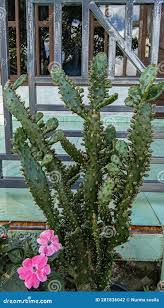 Image result for Opuntia monacantha