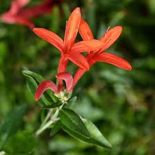 Image result for Anisacanthus