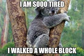 Koala Sleeping Memes Imgflip