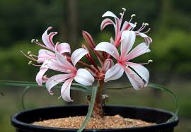 Image result for Ammocharis