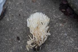 Image result for Ramaria stricta