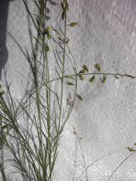 Image result for Polygala petitiana