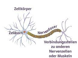 Sie befindet sich zwischen dem mittelhirn (mesencephalon) und dem markhirn (myelencephalon) und bildet mit beiden zusammen im zentralen nervensystem den hirnstamm des hirns. Nervensystem Biologie Schubu