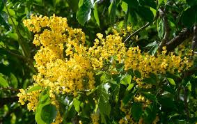 We did not find results for: Bunga Nasional 10 Negara Asean Yang Mempesona Jenis Net