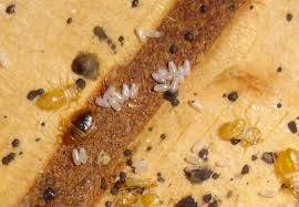 Please call for a quote as to accurately give you a price i need to know how many beds, lounges and. Bed Bugs And Bed Bug Pest Control Sydney