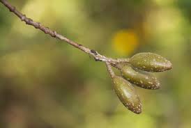 Image result for Hymenodictyon parvifolium