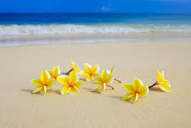 Plumerias On Beach Ii By Tomas Del Amo Beach Flowers Plumeria Flowers Flowers