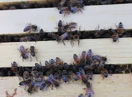 The busy bee flowers, pueblo, colorado. Let It Bee Beekeeping Is A Growing Hobby In Arkansas And Tons Of Honey Were Harvested Last Year