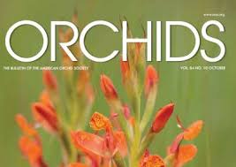 Image result for Diaphananthe odoratissima