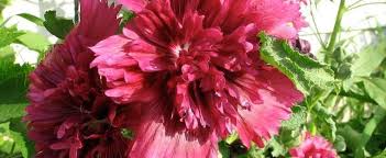 Sie ist eine einjährige pflanze, die kräftige stacheln mit großen, runzligen, violetten blüten bildet, die. Alcea Double Hollyhock Garden Hollyhock Alcea Rosea Queeny Purple