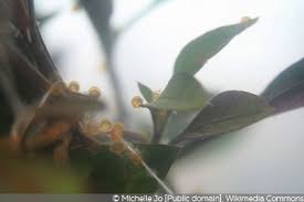 Die jungen kommen schon nach c. Wann Laichen Goldfische Im Teich Fortpflanzung Vermehrung Gartendialog De