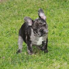 For example the bulldog's distinctive short face and snout (known and breathing problems mean the males often have trouble sustaining intercourse. Understanding French Bulldogs Colors French Bulldog Facts French Bullevard