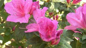 Set the scene with fresh discoveries. Plants For A Shaded Garden At Home With P Allen Smith Youtube