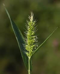 Image result for Setaria verticillata