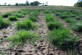 Image result for Acroceras